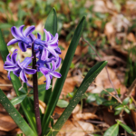 Flowers on Property